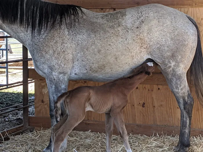 West Valley Equine Veterinary Services, LLC Picture 8