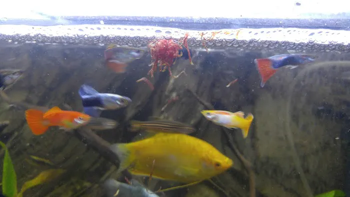 West Lake Aquarium Picture 1