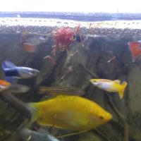 West Lake Aquarium ico