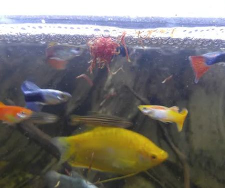 West Lake Aquarium
