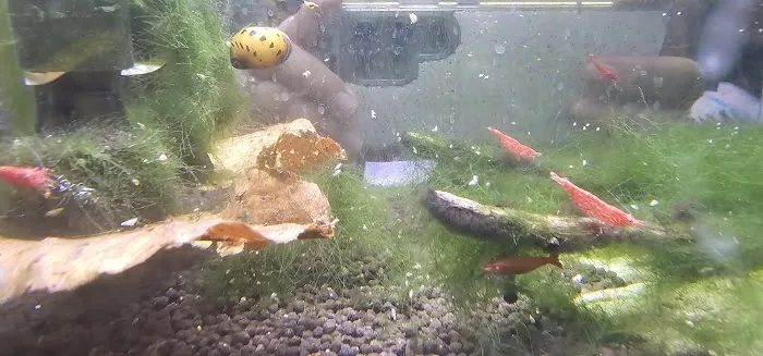 West Lake Aquarium Picture 8