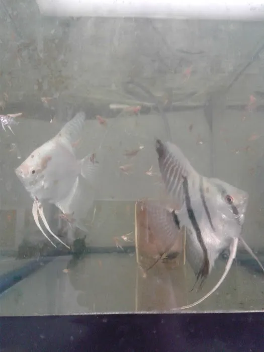 West Lake Aquarium Picture 6