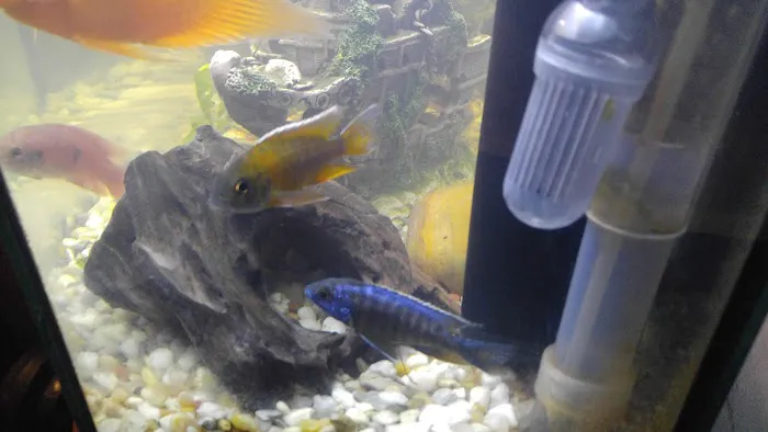 West Lake Aquarium Picture 4