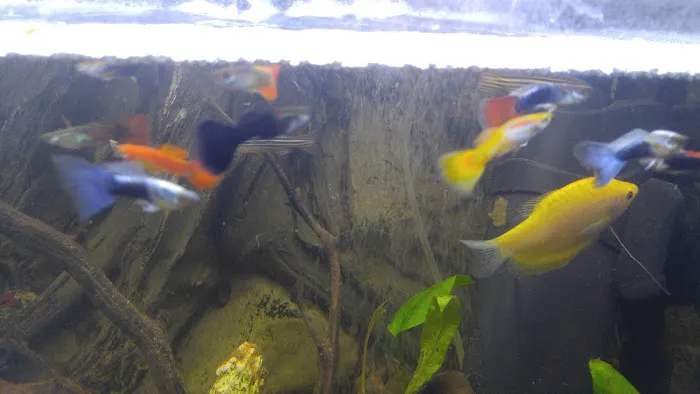 West Lake Aquarium Picture 9