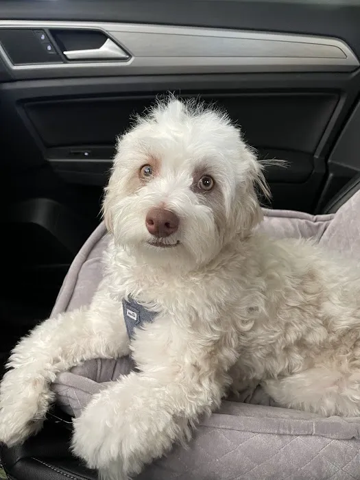 Lovet Pet Health Care - Surprise Picture 3