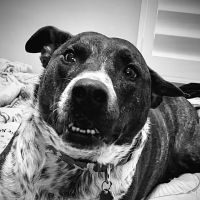 Lovet Pet Health Care - Surprise ico