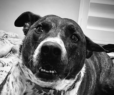 Lovet Pet Health Care - Surprise