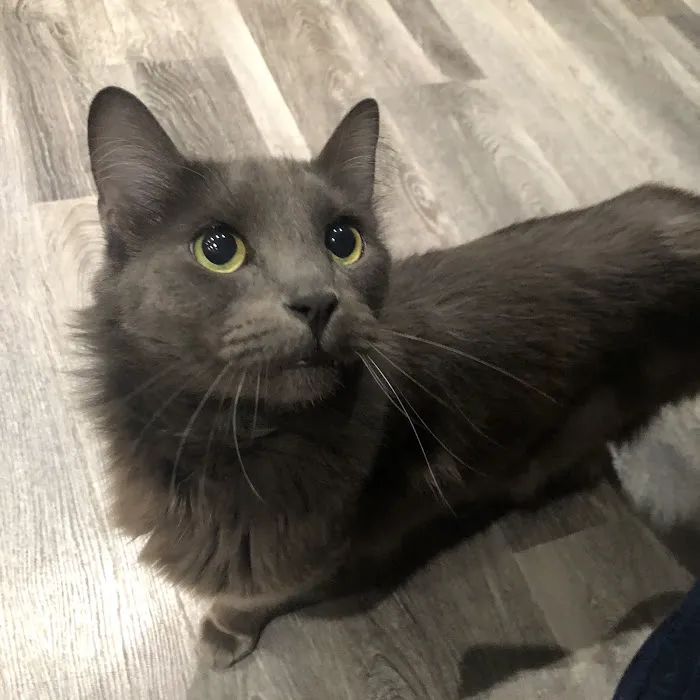 Lovet Pet Health Care - Surprise Picture 2