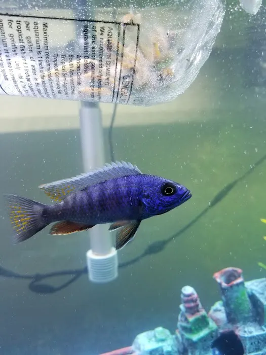 Hong Kong Tropical Fish Picture 1