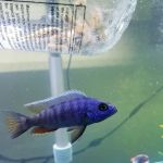 Hong Kong Tropical Fish
