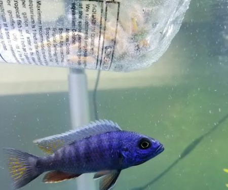 Hong Kong Tropical Fish