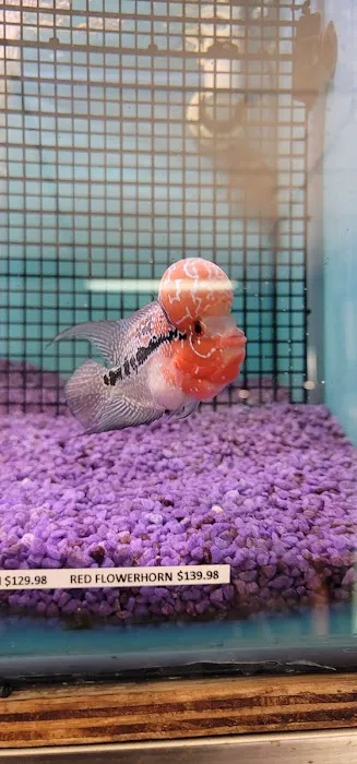 Hong Kong Tropical Fish Picture 4
