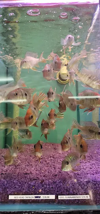 Hong Kong Tropical Fish Picture 5