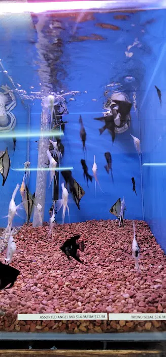 Hong Kong Tropical Fish Picture 3