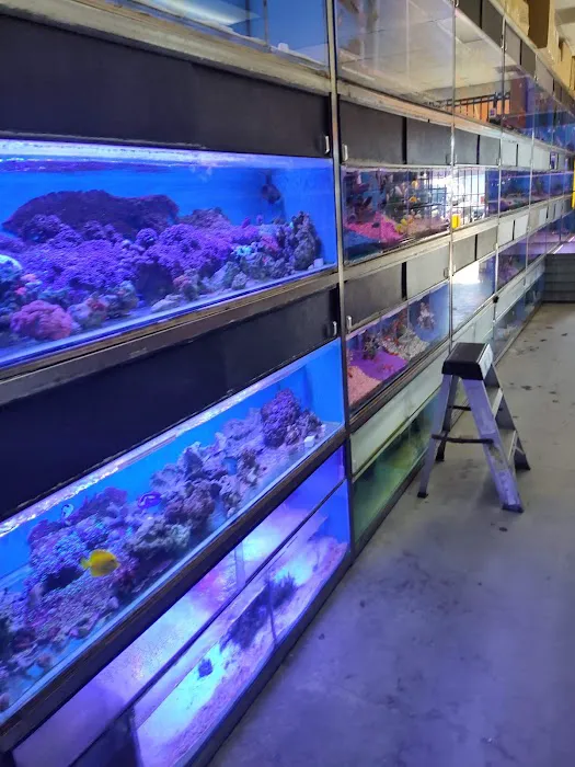 Hong Kong Tropical Fish Picture 10