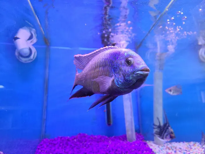 Hong Kong Tropical Fish Picture 9
