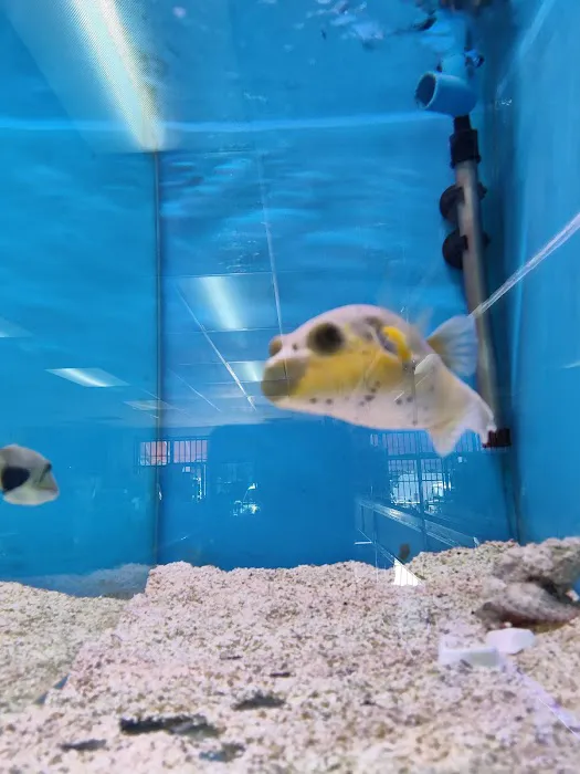 Hong Kong Tropical Fish Picture 8