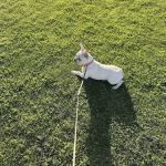 Amethyst Veterinary Clinic