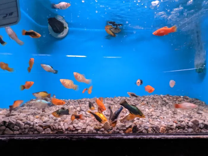 Strictly Fish Picture 4