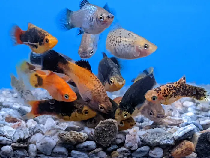 Strictly Fish Picture 6