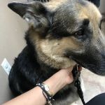 Lovet Pet Health Care - Dobson Ranch