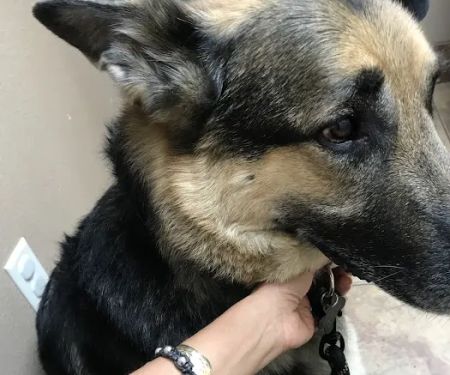 Lovet Pet Health Care - Dobson Ranch