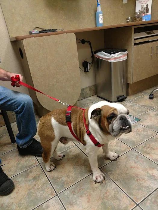 Lovet Pet Health Care - Dobson Ranch Picture 7