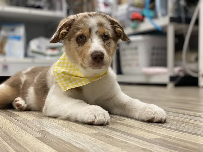 Primary Pet Care Picture 2
