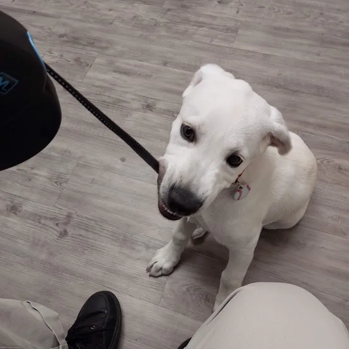 Primary Pet Care Picture 7