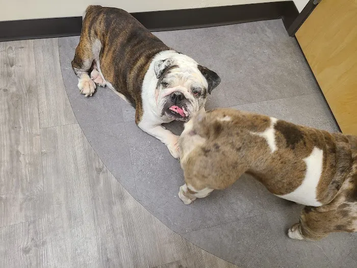 Primary Pet Care Picture 5