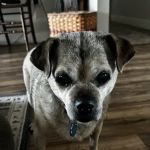 Sonoran Sky Pet Hospital