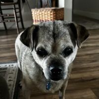 Sonoran Sky Pet Hospital ico