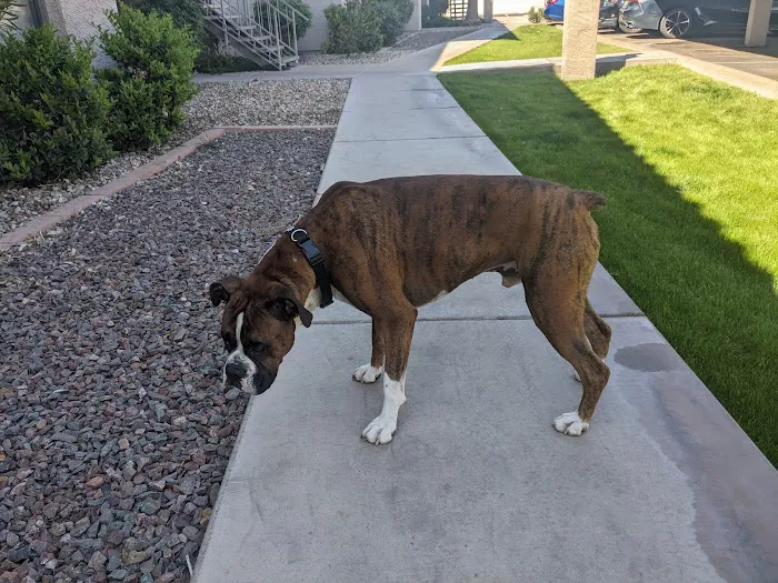 Sonoran Sky Pet Hospital Picture 7