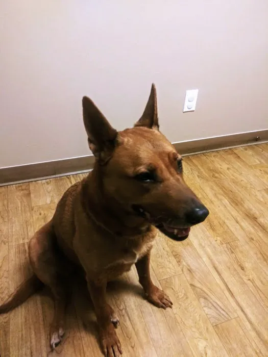 VCA Mesa Animal Hospital Picture 3