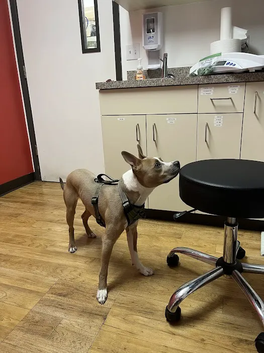VCA Mesa Animal Hospital Picture 1