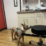 VCA Mesa Animal Hospital