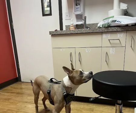 VCA Mesa Animal Hospital