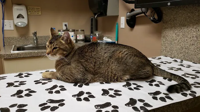 VCA Mesa Animal Hospital Picture 4