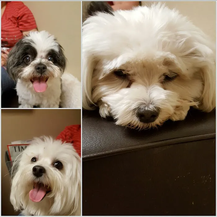 VCA Mesa Animal Hospital Picture 5