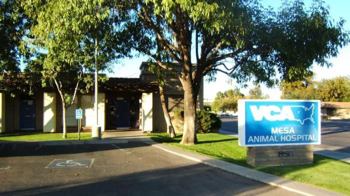 VCA Mesa Animal Hospital Picture 8