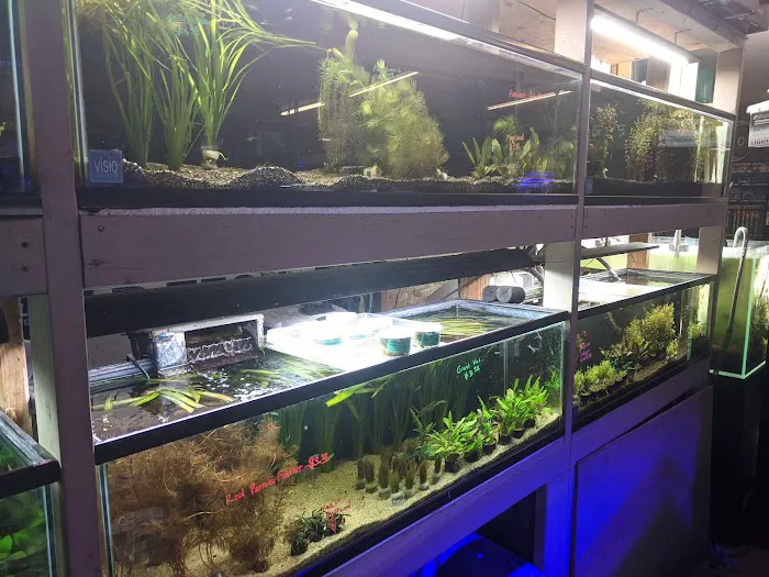 C K Fish World Picture 6