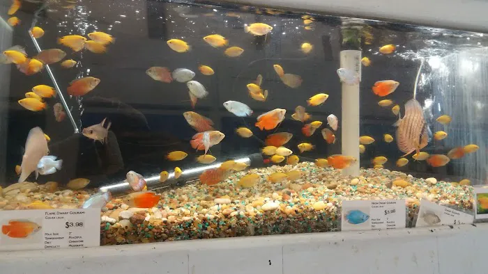 C K Fish World Picture 4