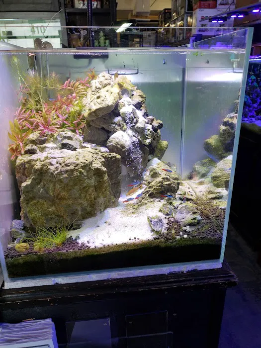 C K Fish World Picture 5