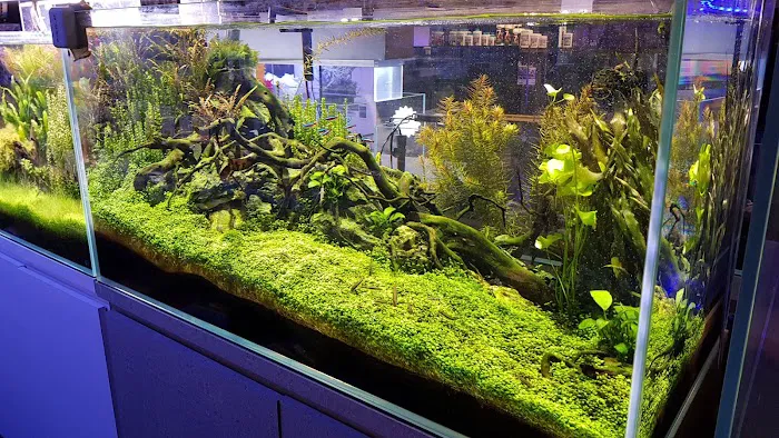 Age of Aquariums Picture 1