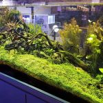 Age of Aquariums