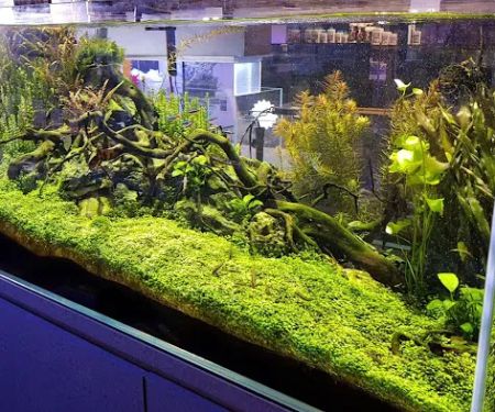 Age of Aquariums