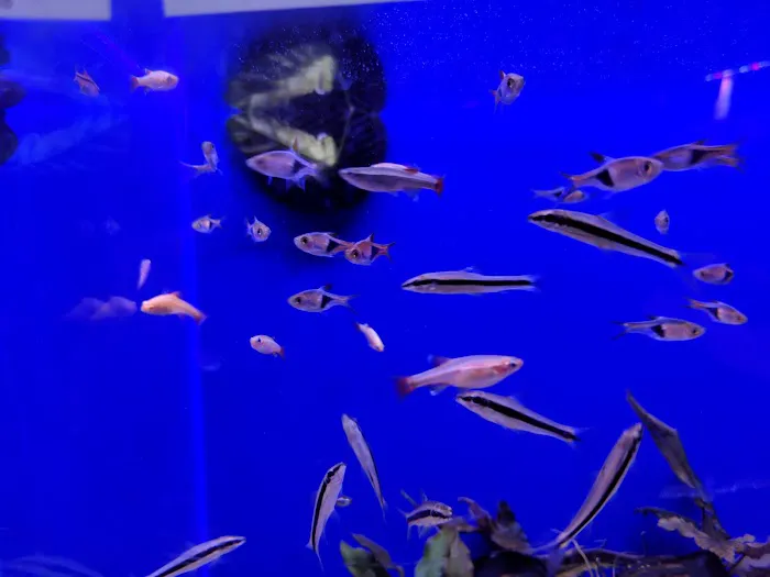Age of Aquariums Picture 10