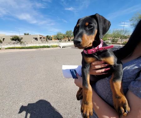 Quartz Mountain Animal Hospital