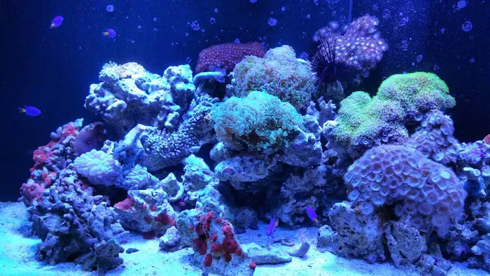 Oceans Aquarium Design Picture 8