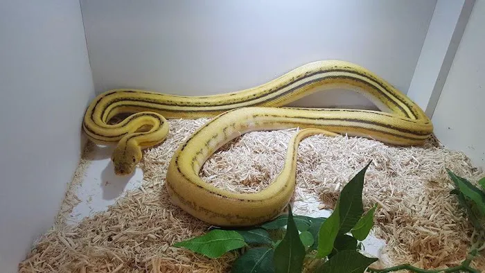 JTK Reptiles Picture 2